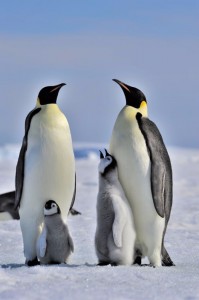 Penguin Family