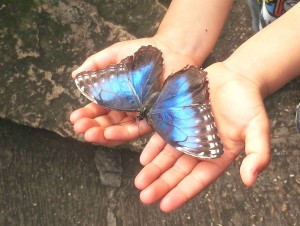 butterfly 1