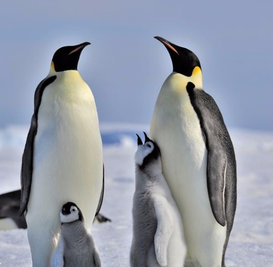 Penguin Family