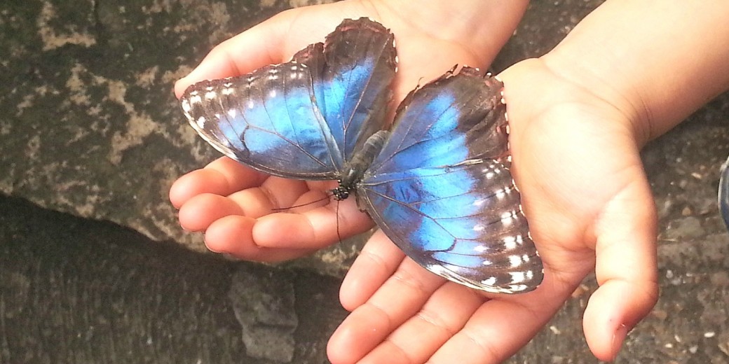 butterfly 1
