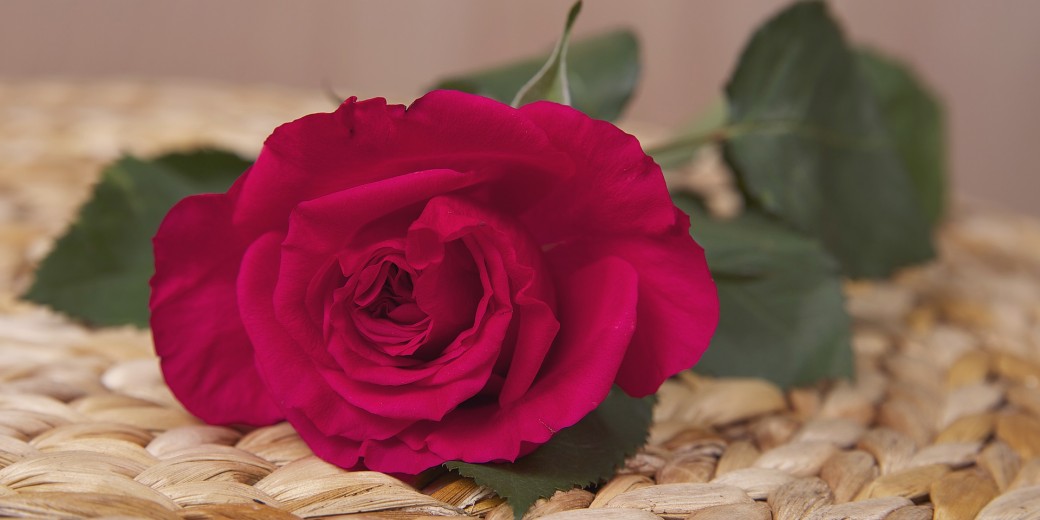 resize rose 1920