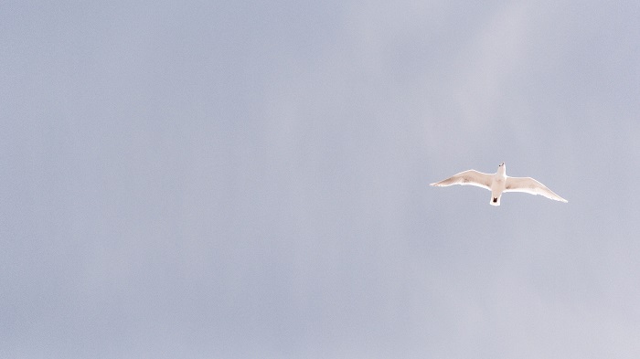 bird