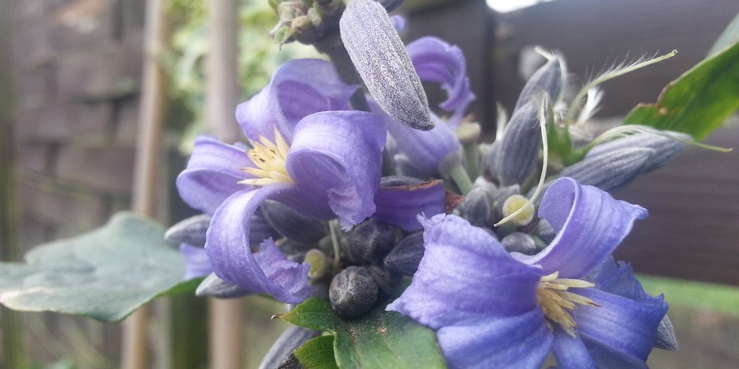 blue flower crop 2