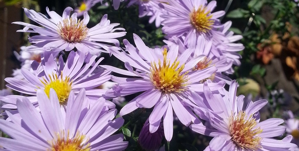 purple flower